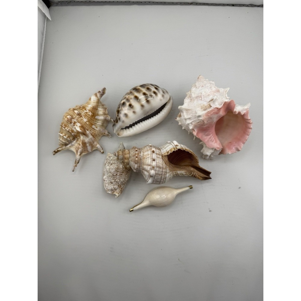 Set Of 8 VTG Estate Sea Shells Inclu. Various Sizes And Types + 10" Conch - Picture 10 of 16